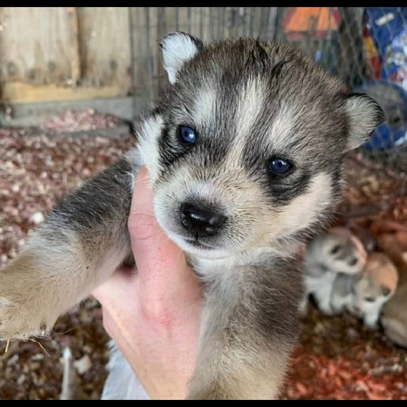 Meet your Posher, Kimberly - Picture 2 of 6